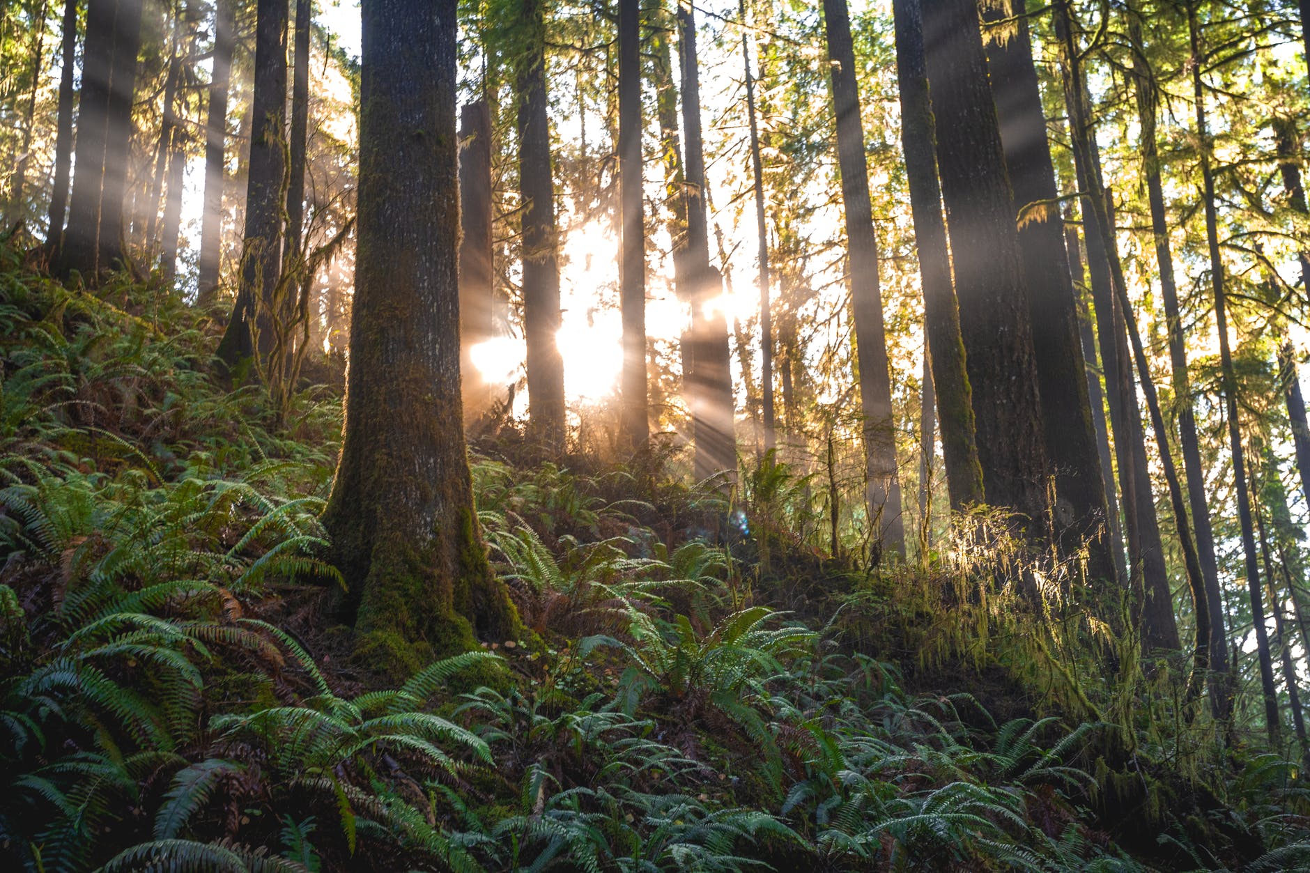 scenic photo of forest with sunlight